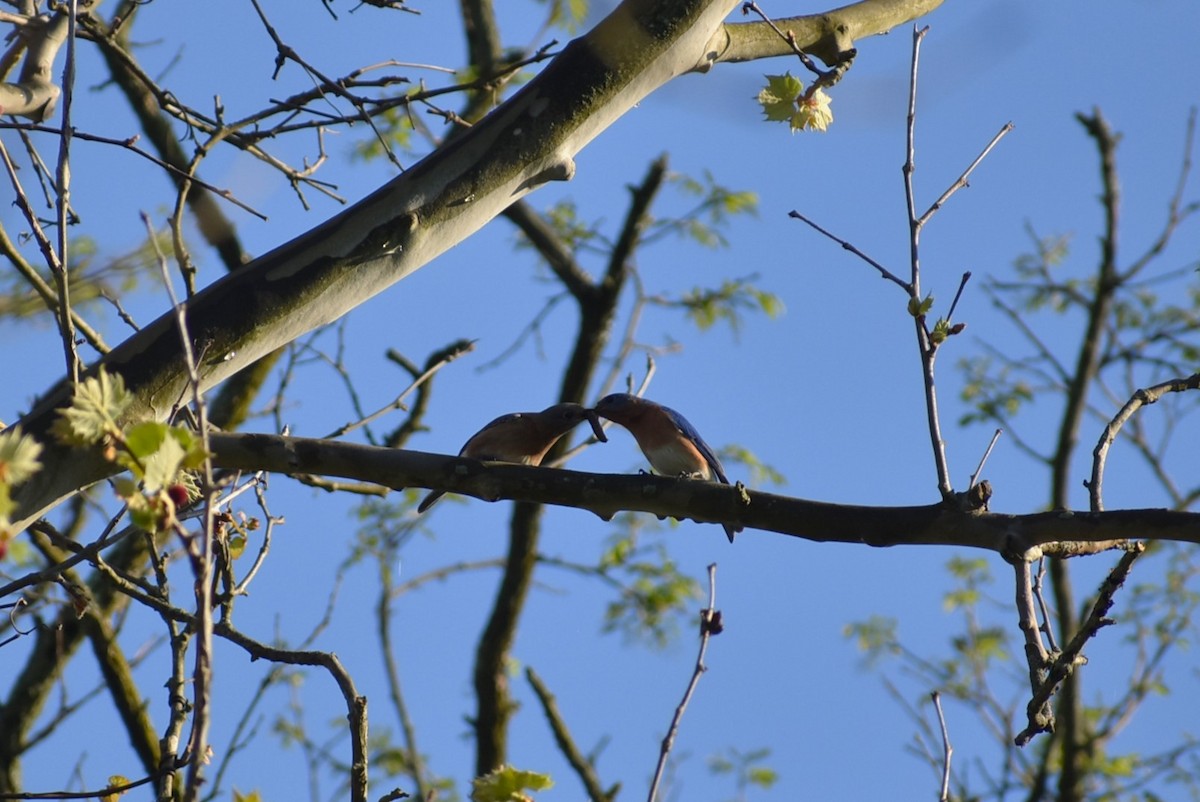 Eastern Bluebird - Parker Bradley