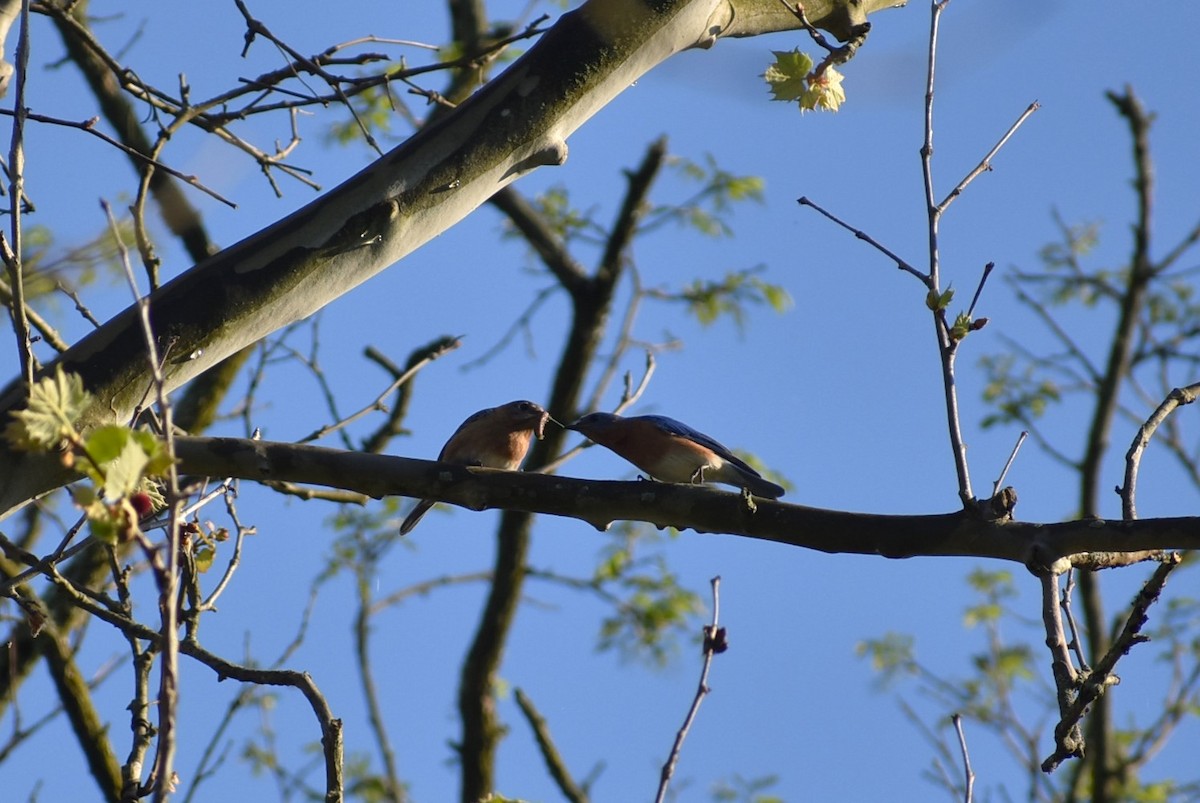 Eastern Bluebird - ML618166016