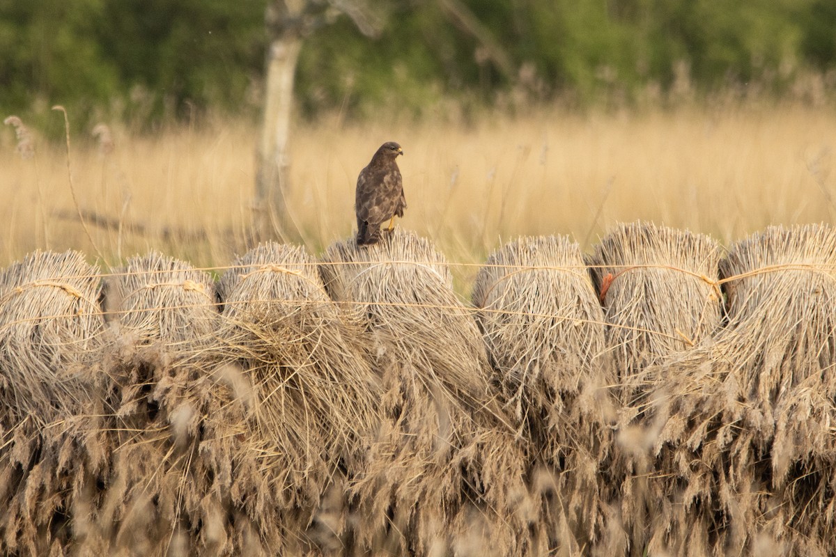 Common Buzzard - ML618166026