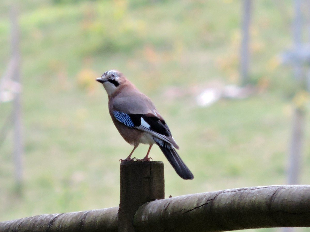 Eurasian Jay - Jorge Rodal