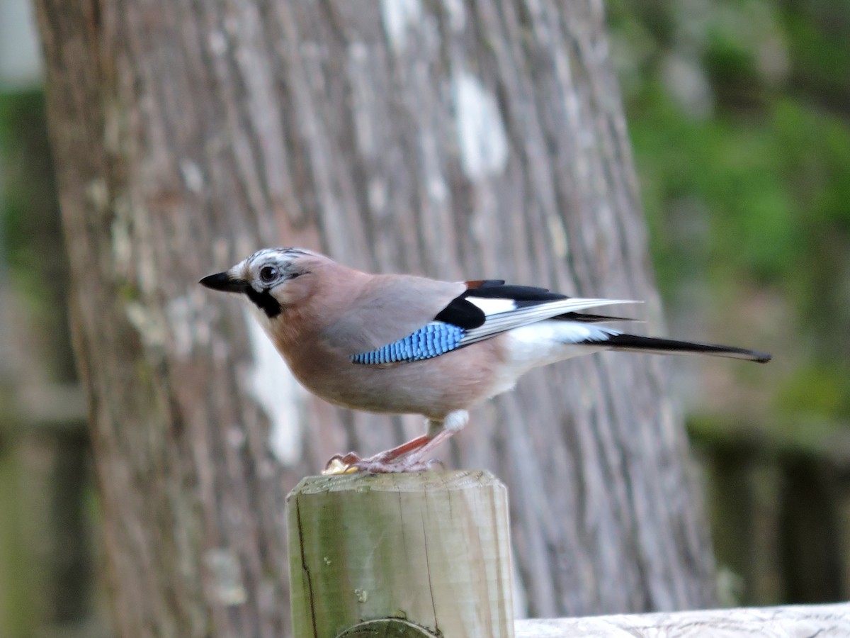 Eurasian Jay - Jorge Rodal