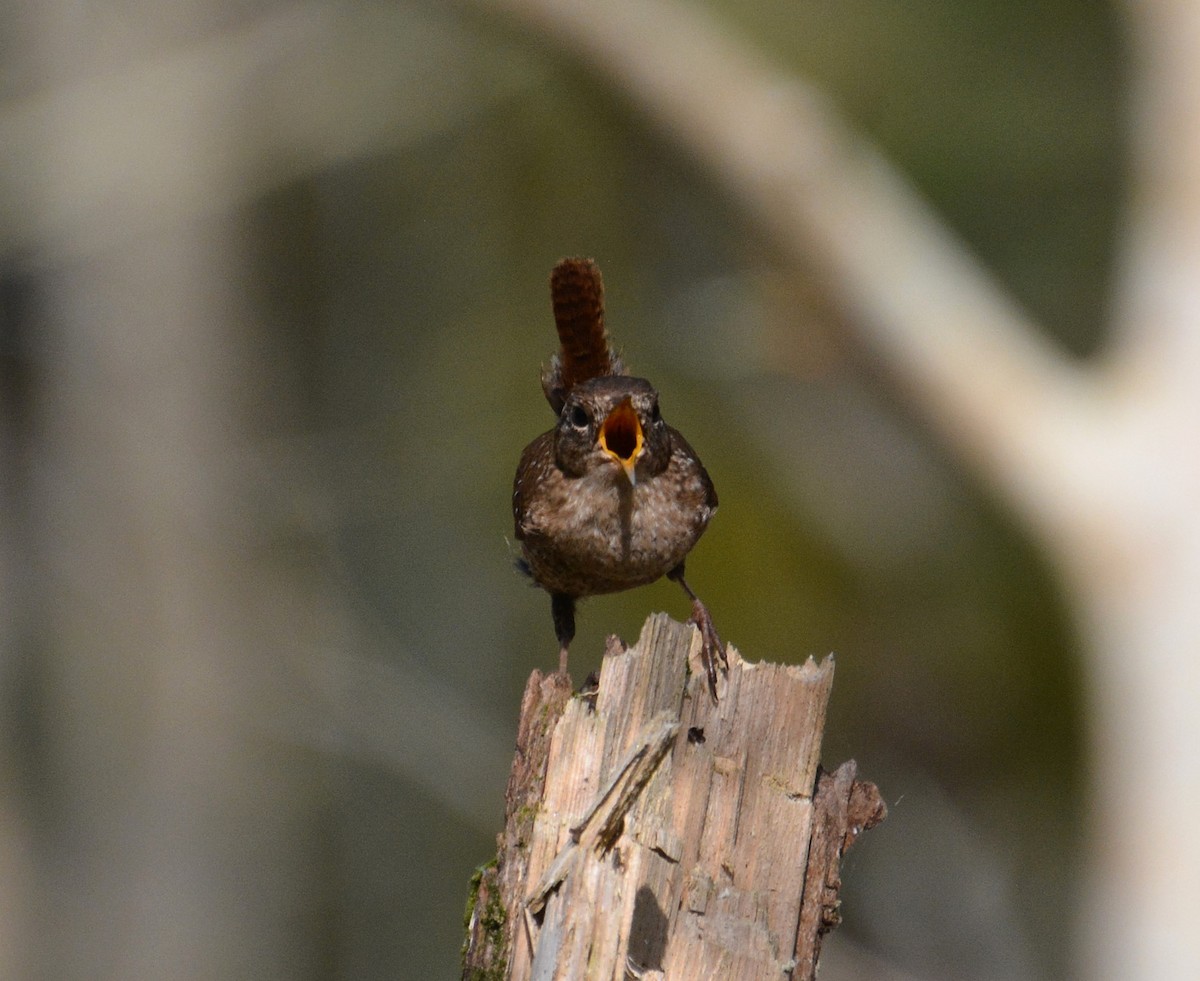 Winter Wren - Ed Bailey