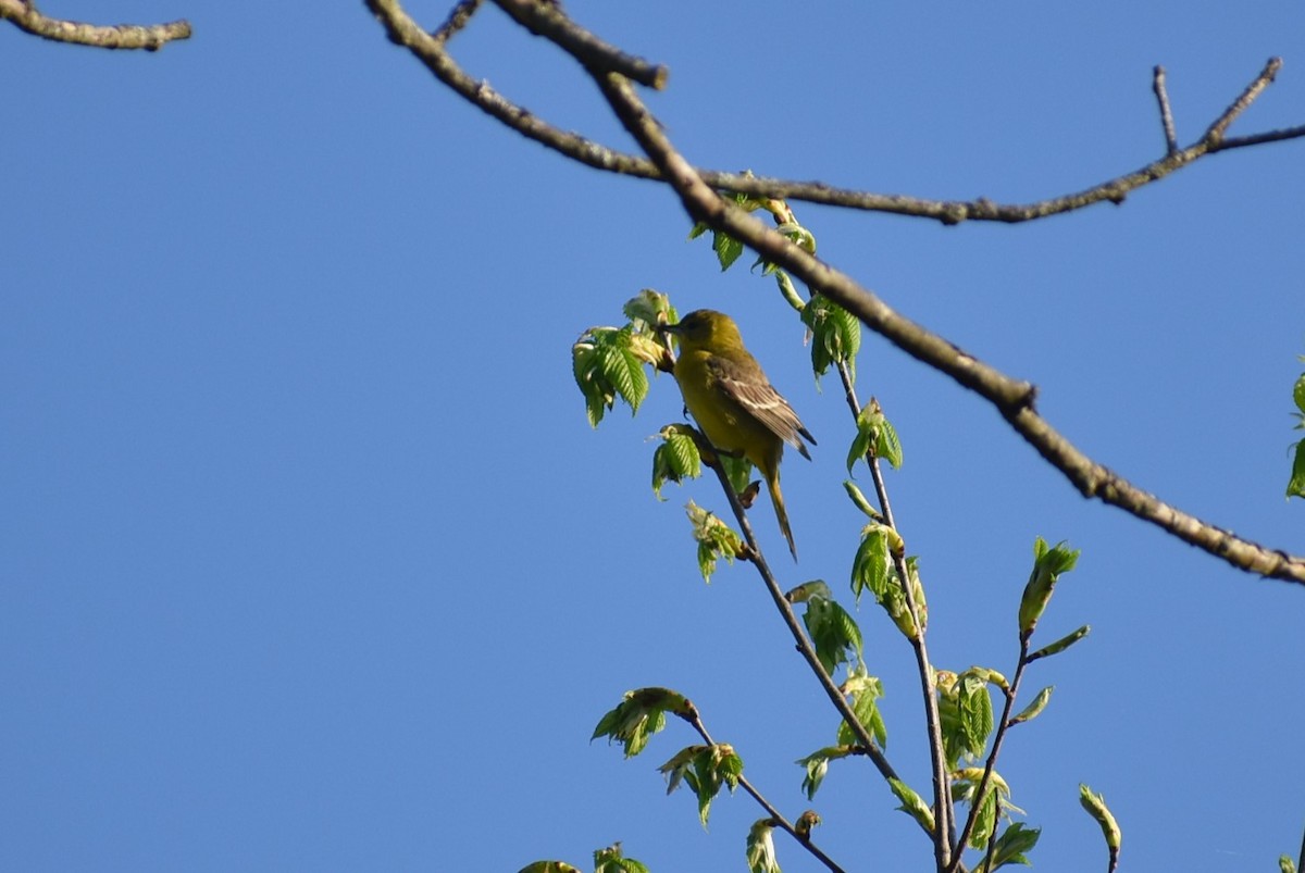 Orchard Oriole - Parker Bradley