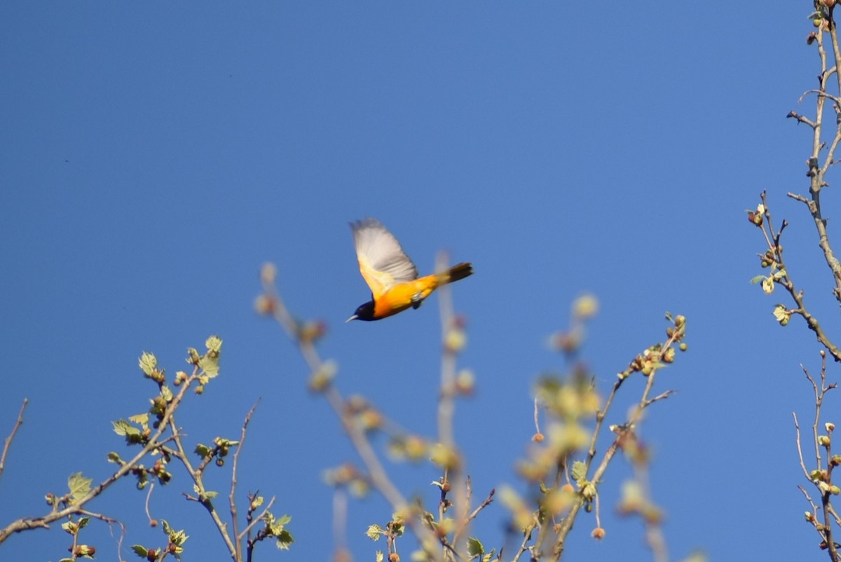 Baltimore Oriole - Parker Bradley