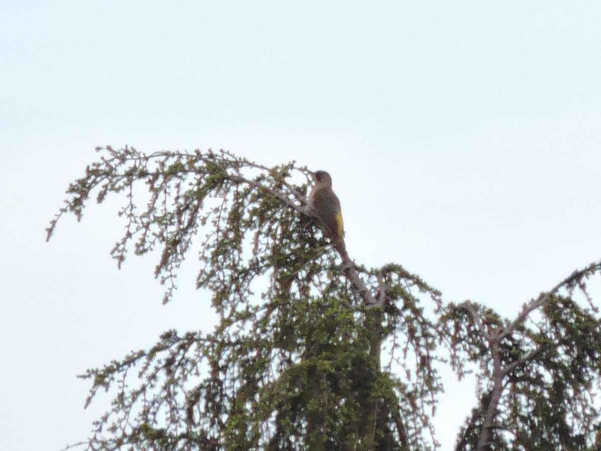 Iberian Green Woodpecker - Jorge Rodal