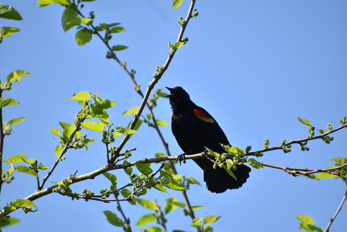 Red-winged Blackbird - Parker Bradley