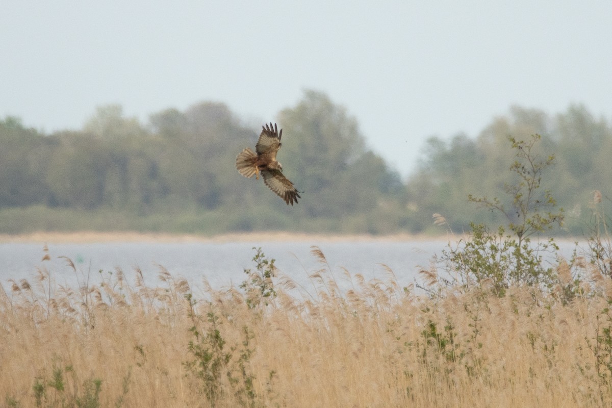 Western Marsh Harrier - ML618166065