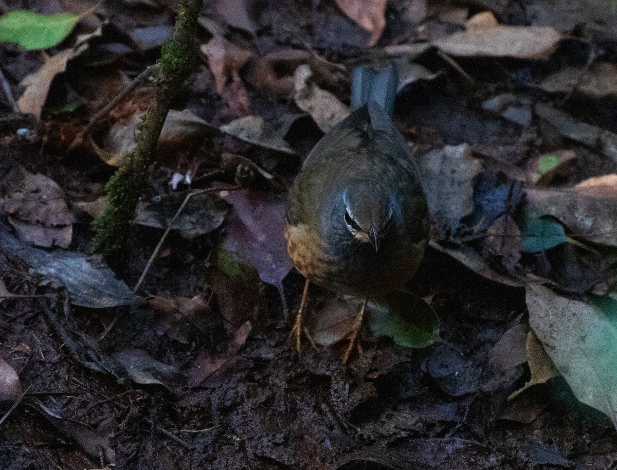 Eyebrowed Thrush - Daniel Gornall