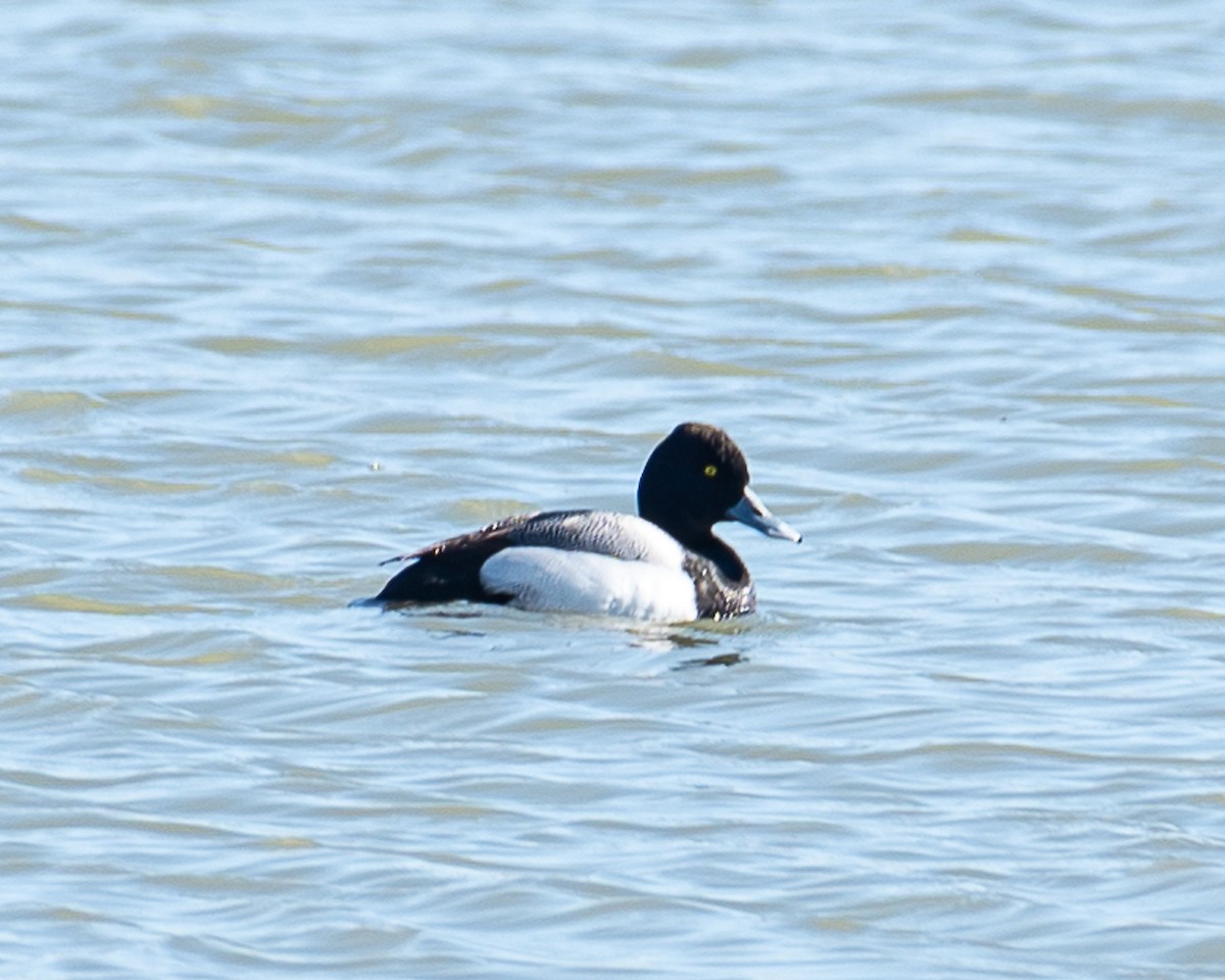 Lesser Scaup - Martin Tremblay