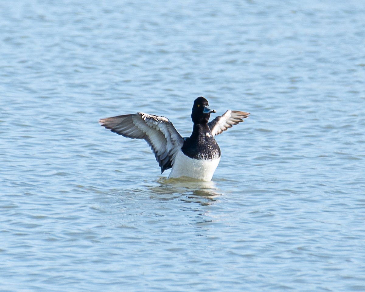 Lesser Scaup - ML618166095