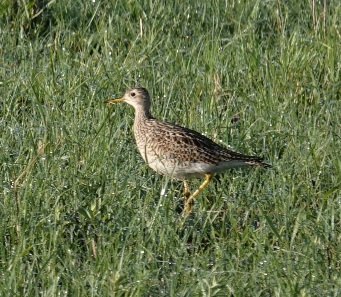 Upland Sandpiper - ML618166110