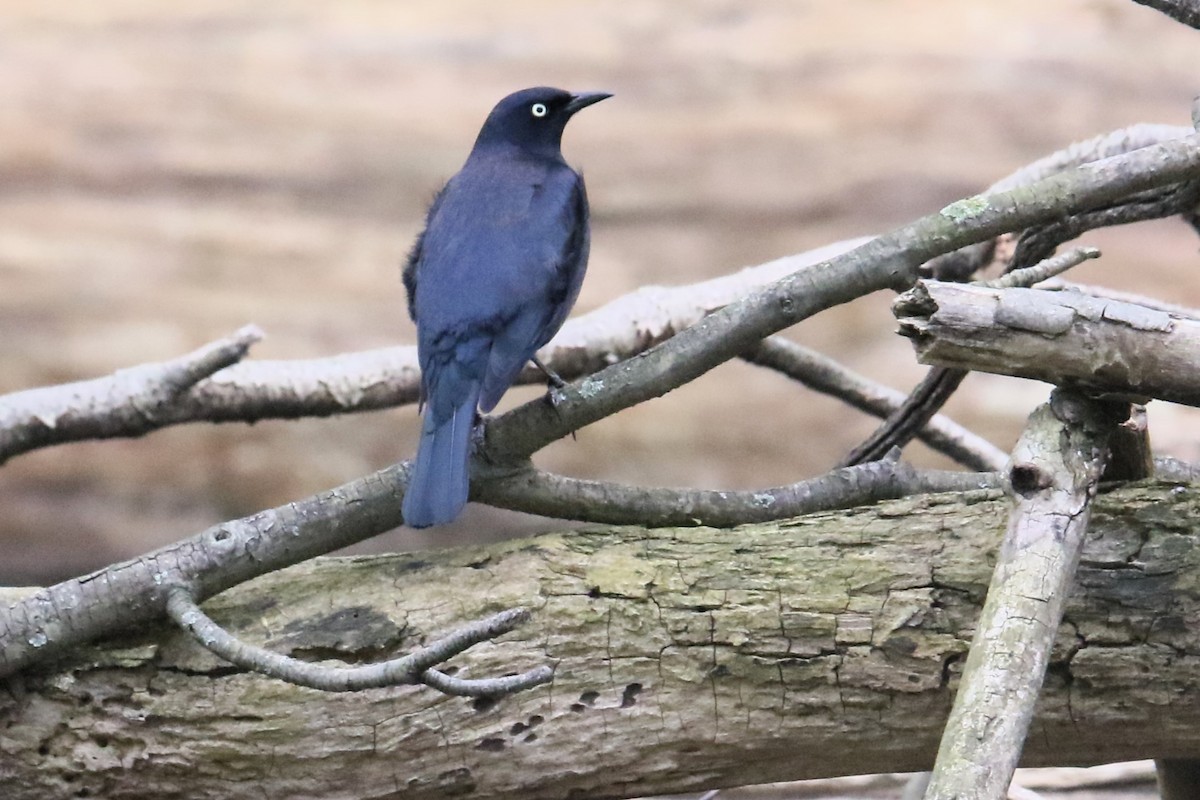 Rusty Blackbird - James Kerner