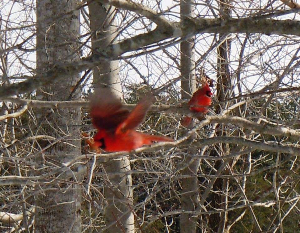 Northern Cardinal - Vickie Owens