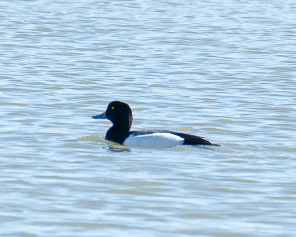 Greater Scaup - ML618166138