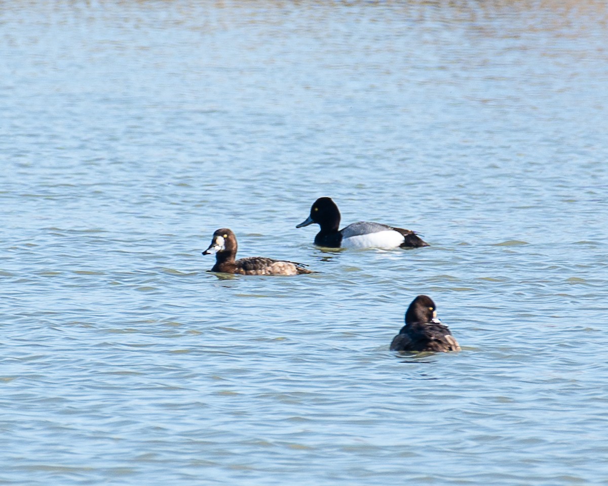 Lesser Scaup - ML618166139