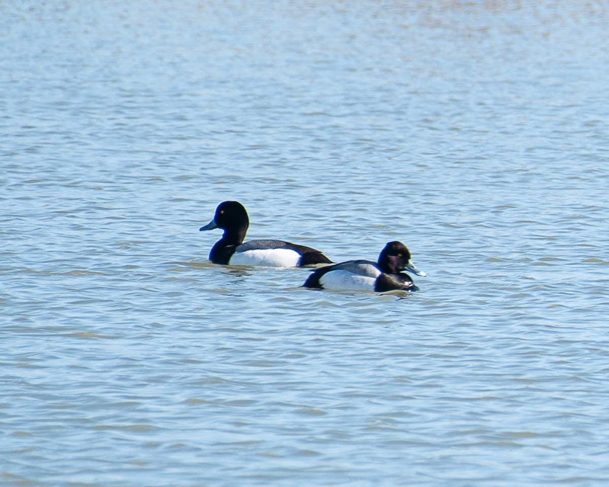 Greater Scaup - ML618166140
