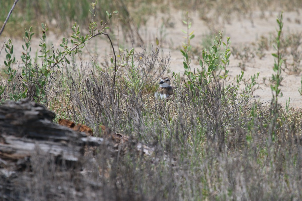 Wilson's Plover - ML618166154