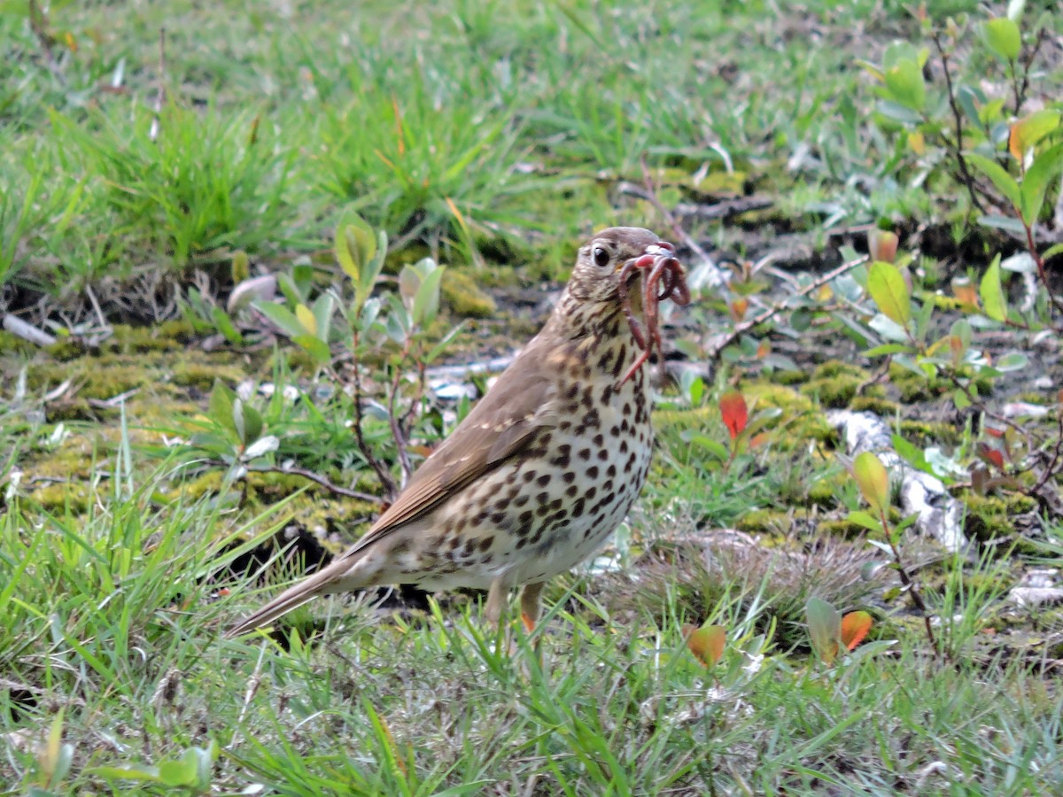 Song Thrush - Jorge Rodal