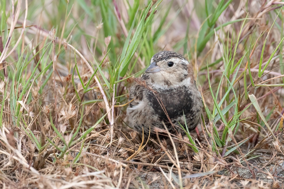 Chestnut-collared Longspur - ML618166165