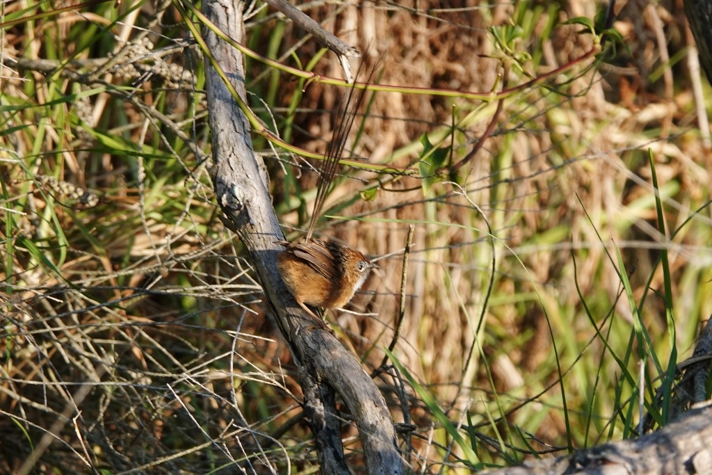 Southern Emuwren - ML618166172