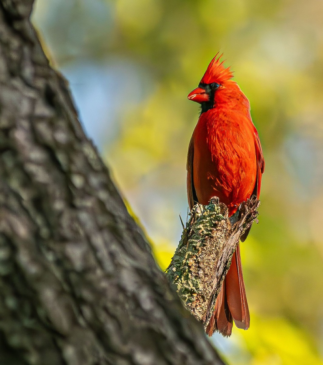 Northern Cardinal - Guy DiRoma