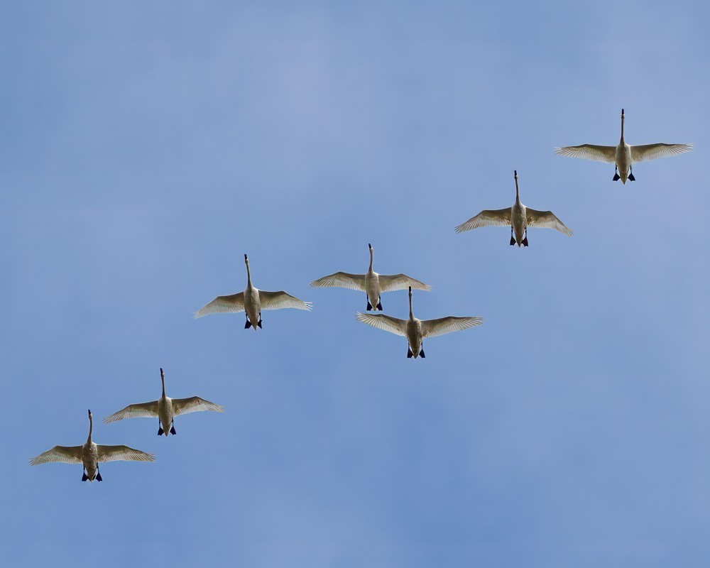 Mute Swan - ML618166232