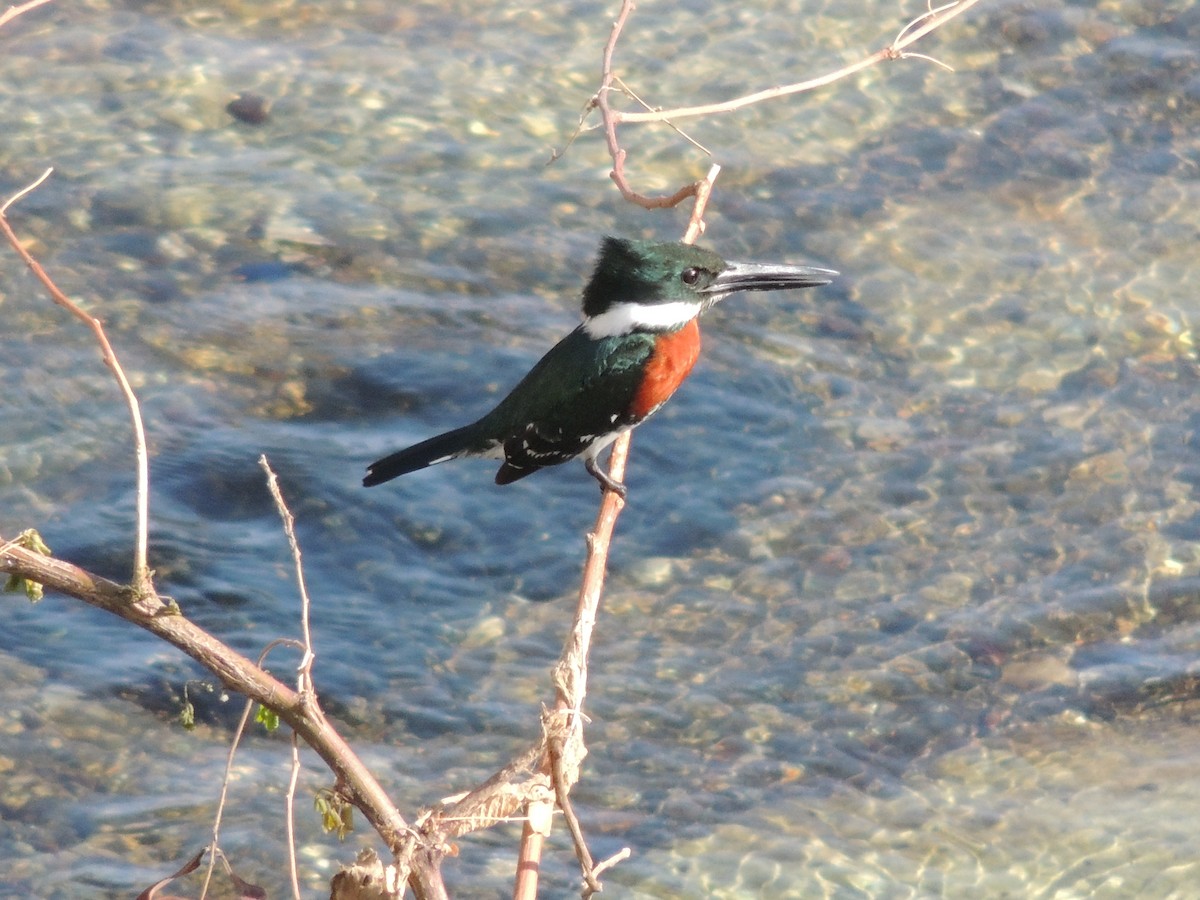 Green Kingfisher - ML618166234