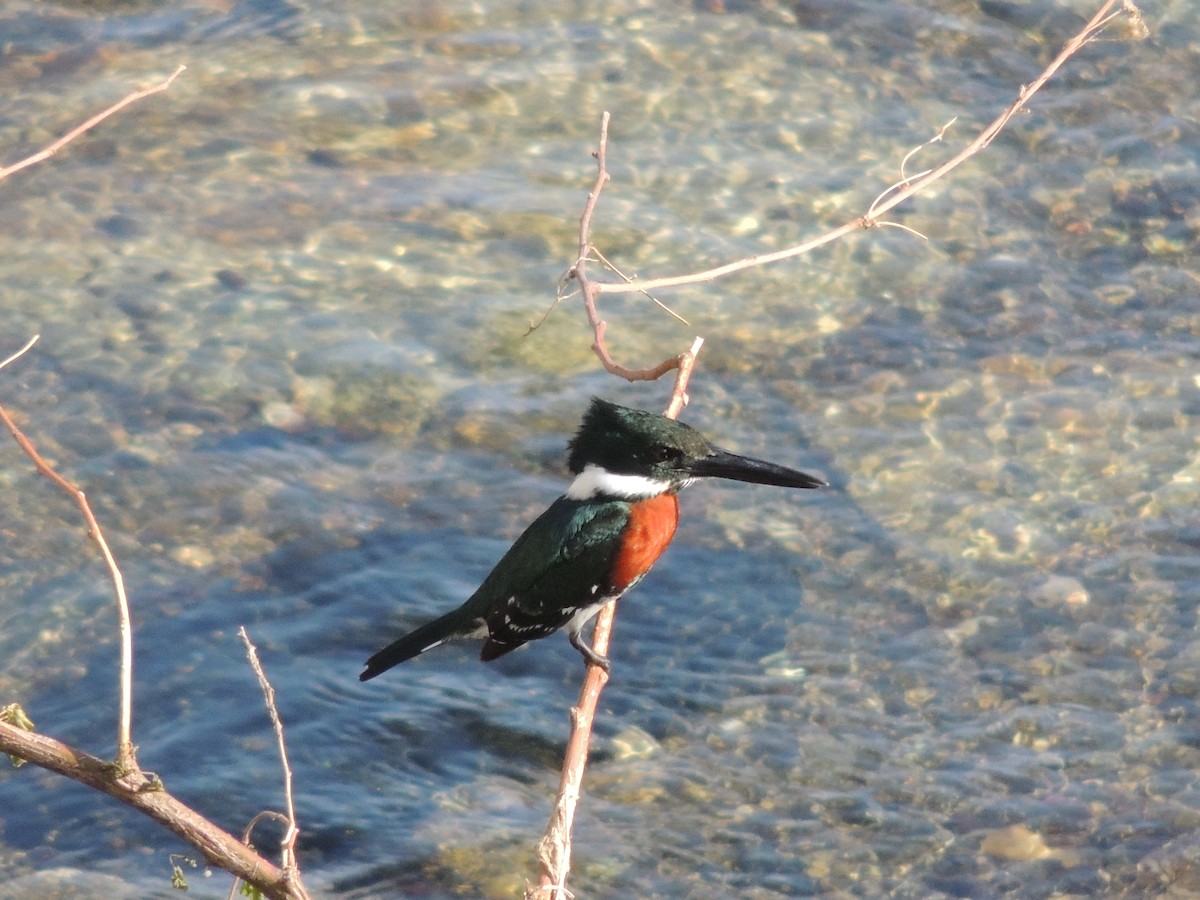 Green Kingfisher - ML618166235