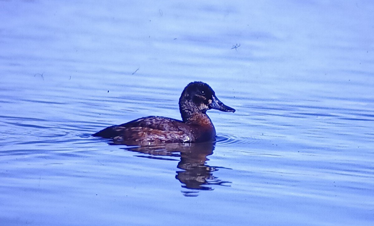 Andean Duck - Javier Morala/MCBirding.com