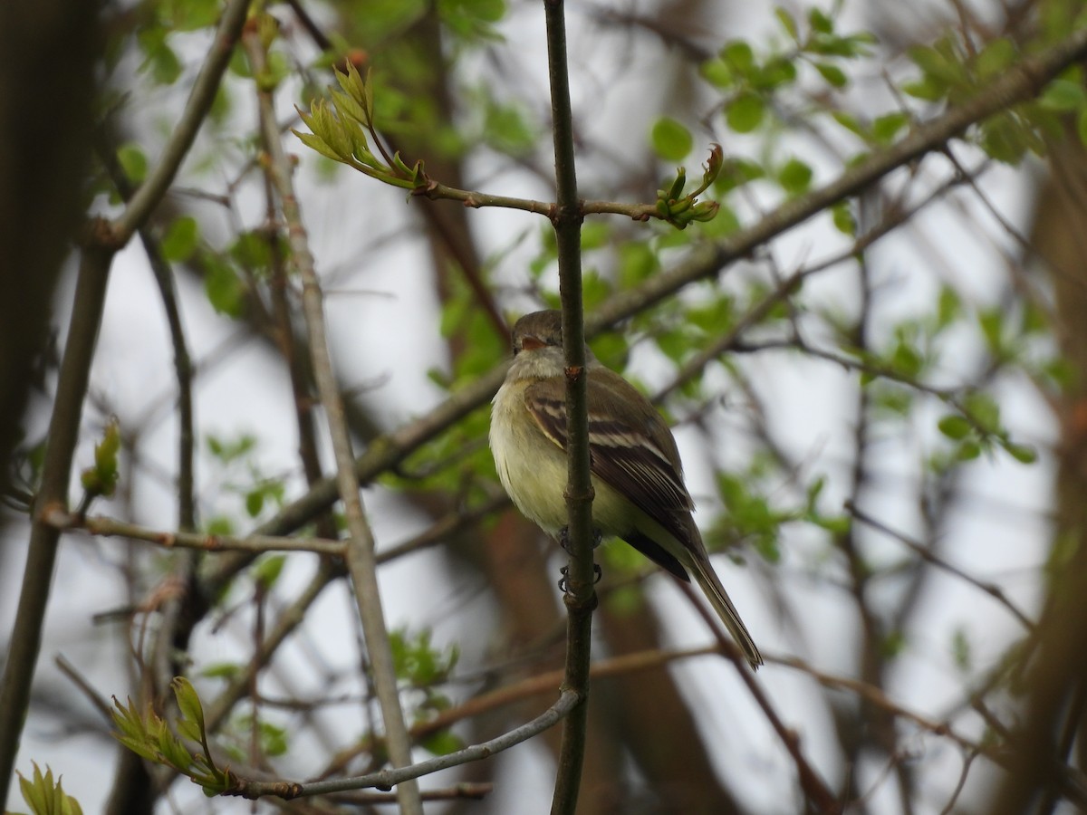 Least Flycatcher - ML618166256