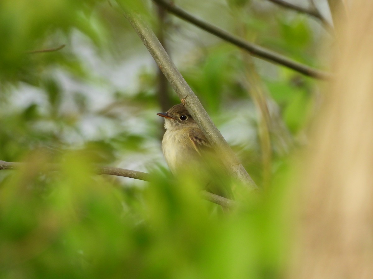 Least Flycatcher - Luke Donahue