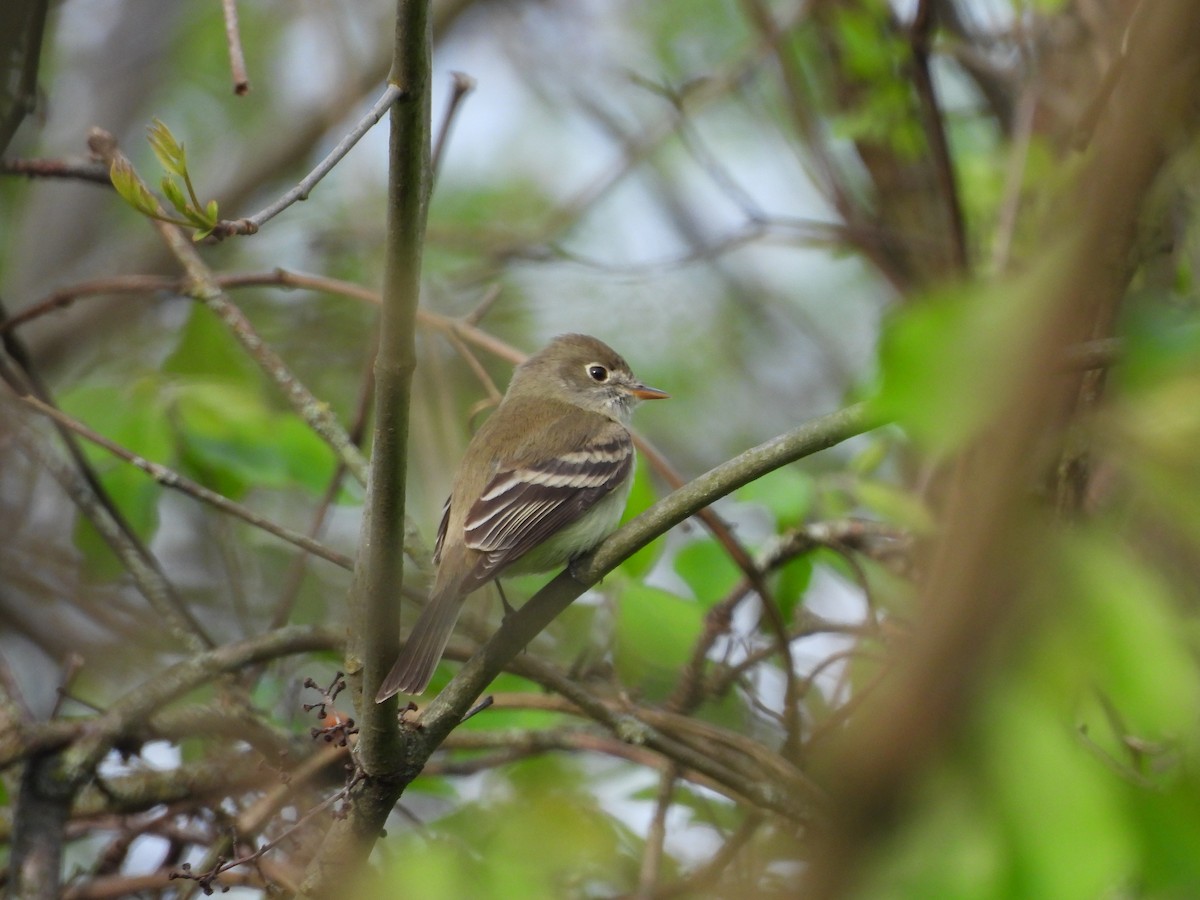 Least Flycatcher - Luke Donahue