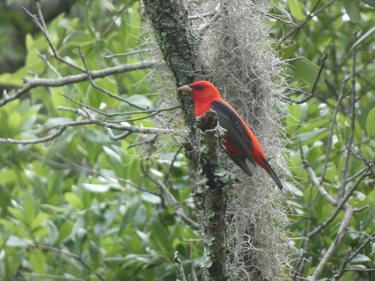 Scarlet Tanager - ML618166261