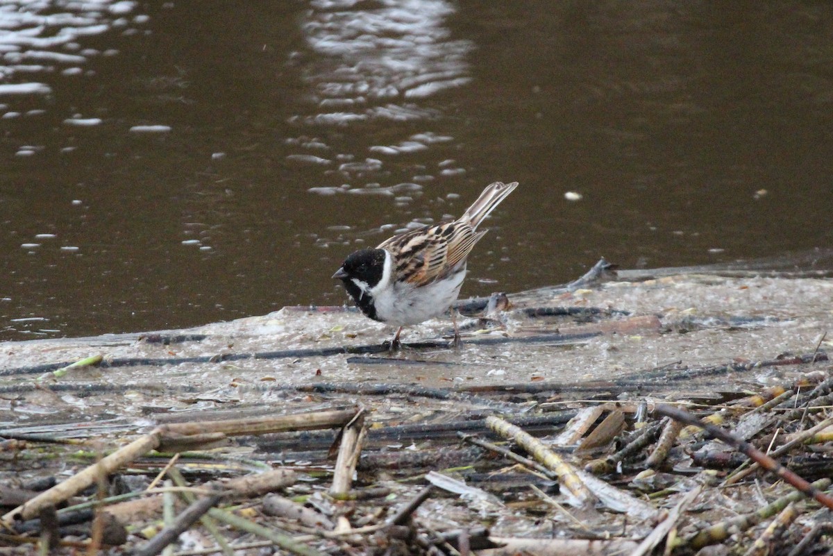 Reed Bunting - ML618166264