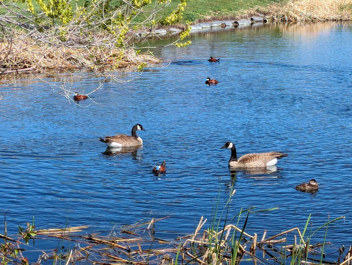 Ruddy Duck - ML618166266