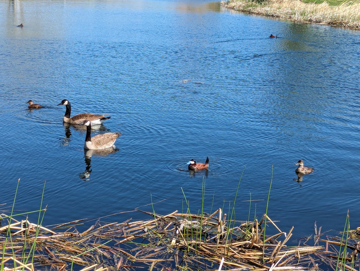 Ruddy Duck - ML618166267
