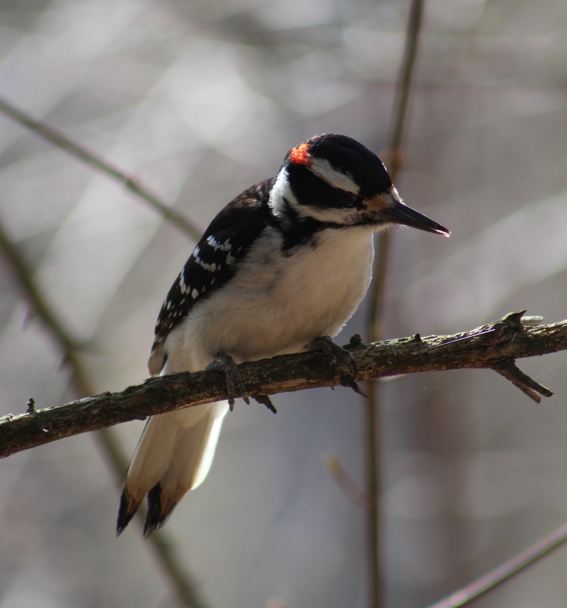 Hairy Woodpecker - ML618166295