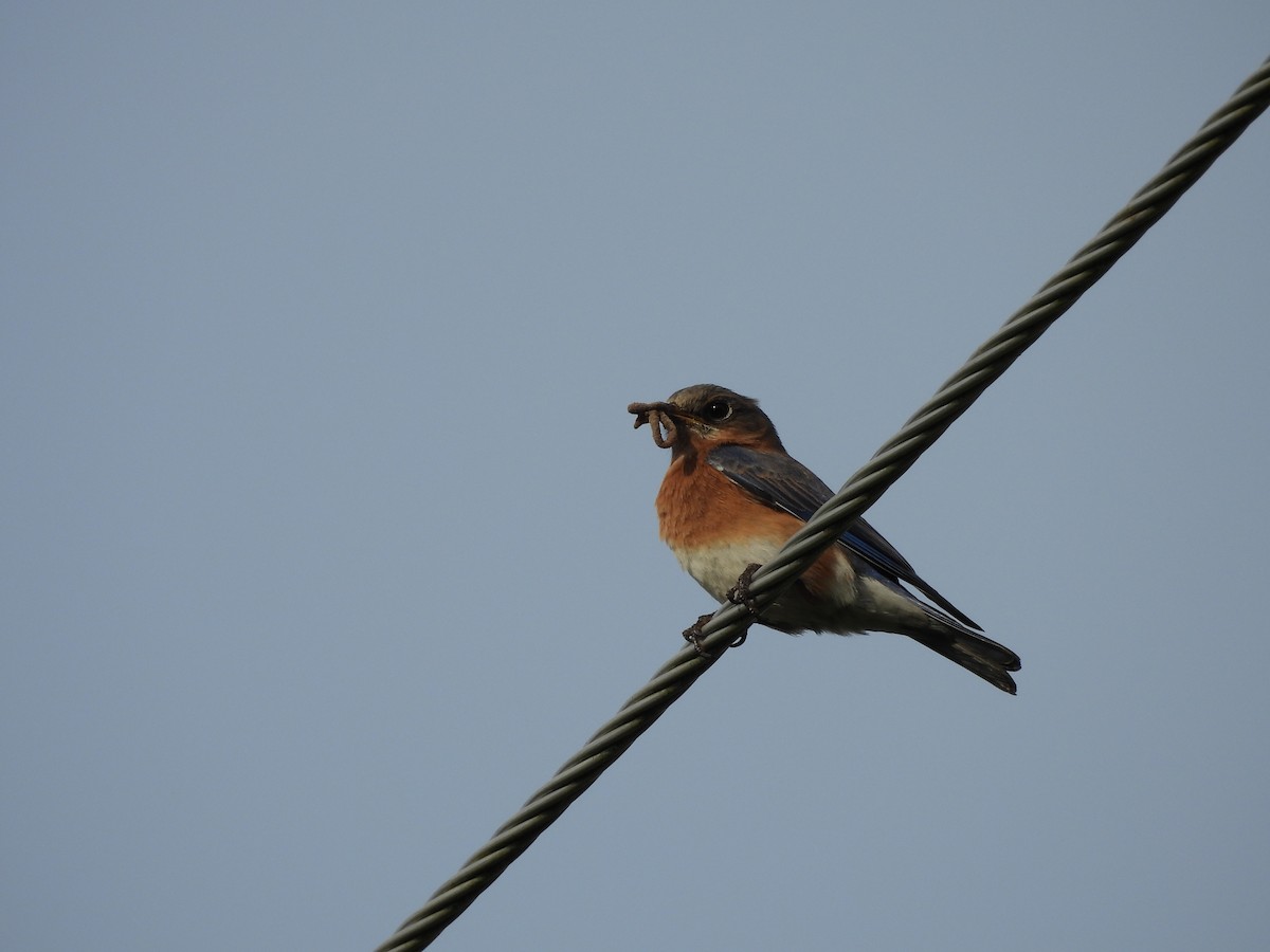 Eastern Bluebird - Luke Donahue