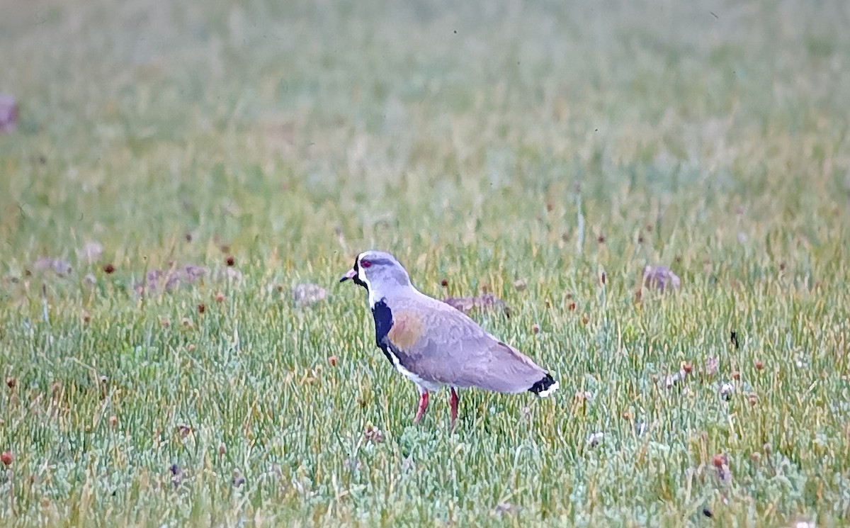 Southern Lapwing - Javier Morala/MCBirding.com