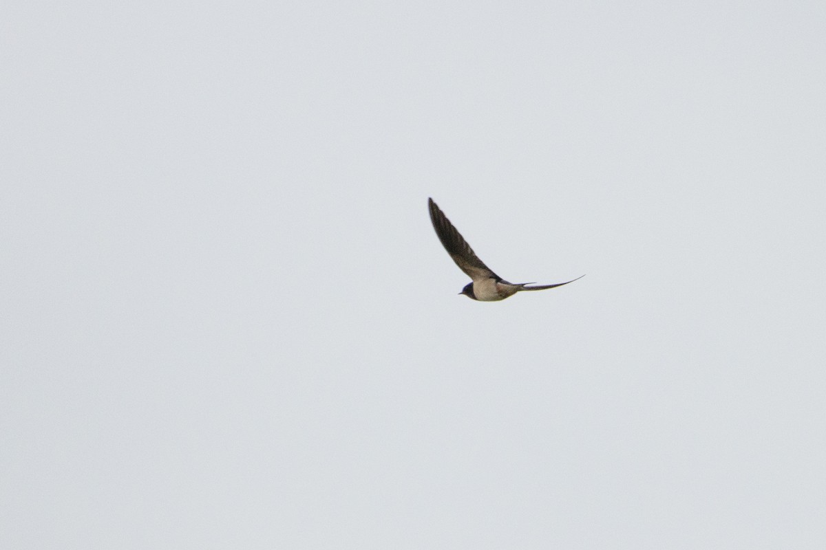 Barn Swallow - ML618166334