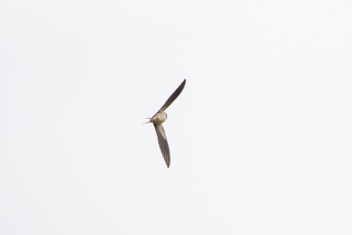 Barn Swallow - ML618166335