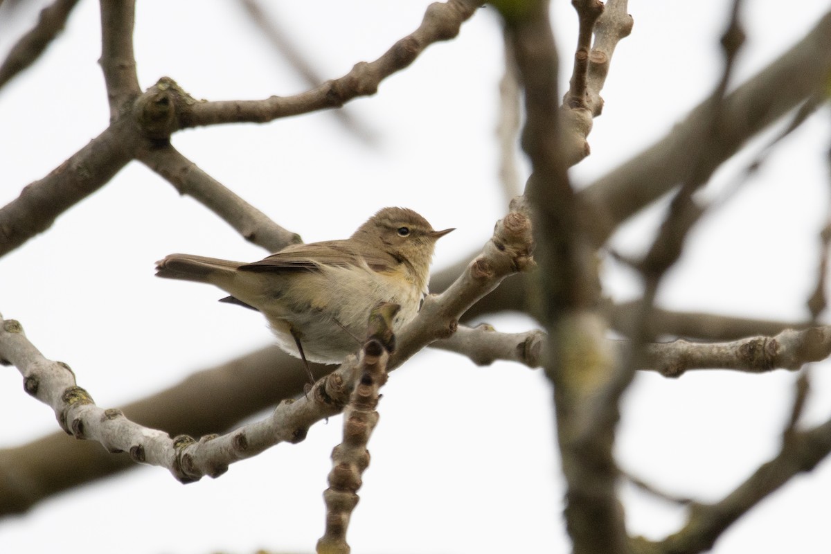 Common Chiffchaff - ML618166346