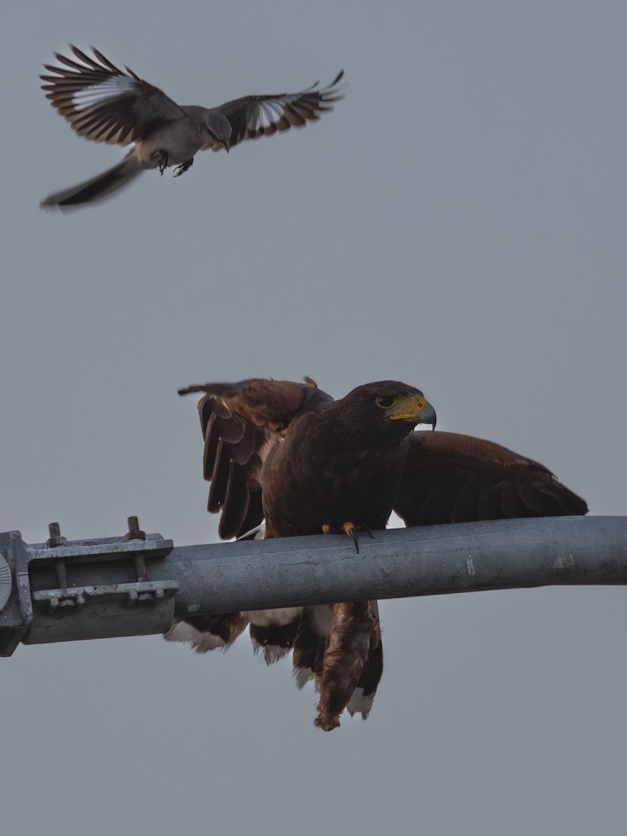 Harris's Hawk - Dan Ellison