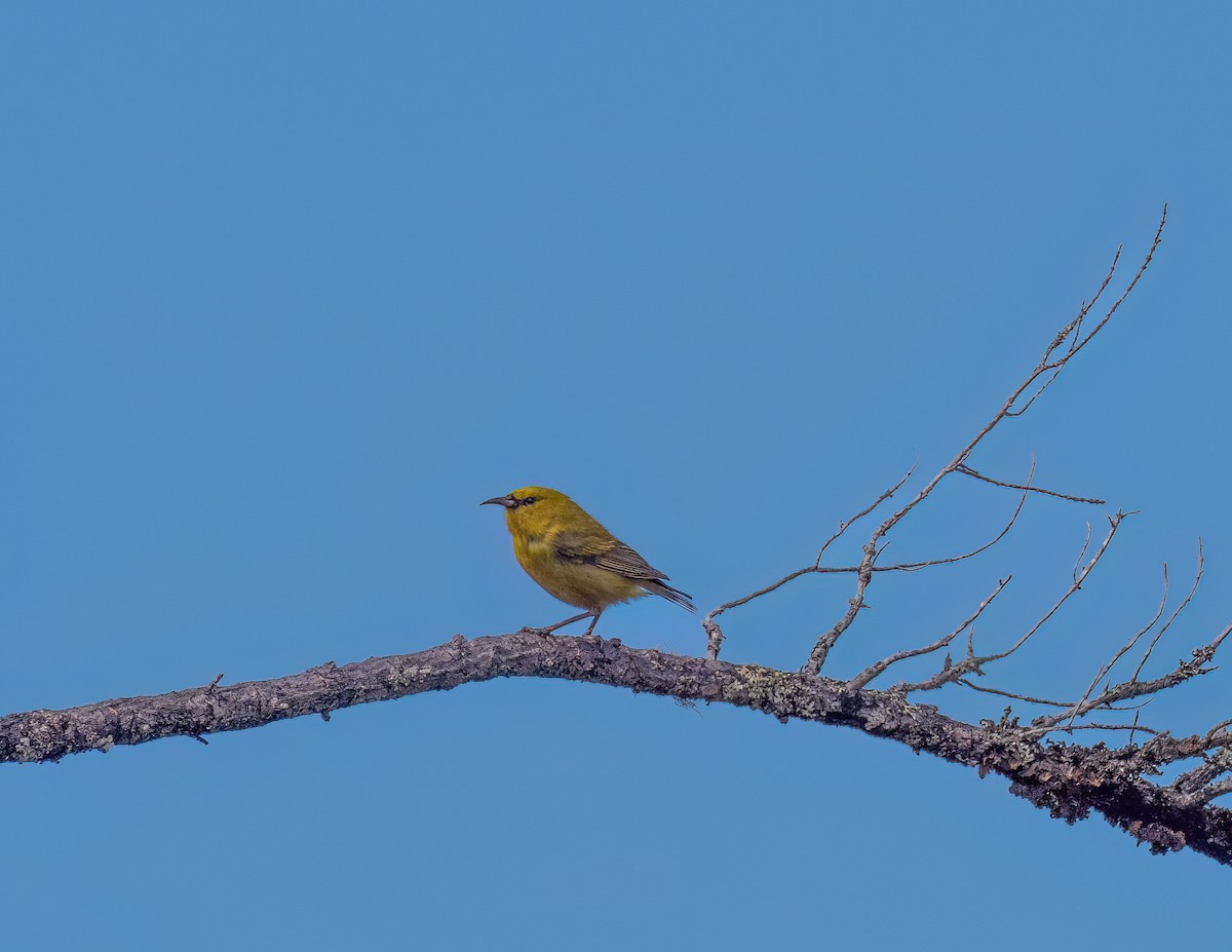 Hawaii-Amakihikleidervogel - ML618166354