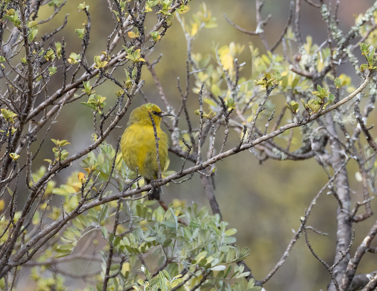 Hawaii-Amakihikleidervogel - ML618166356