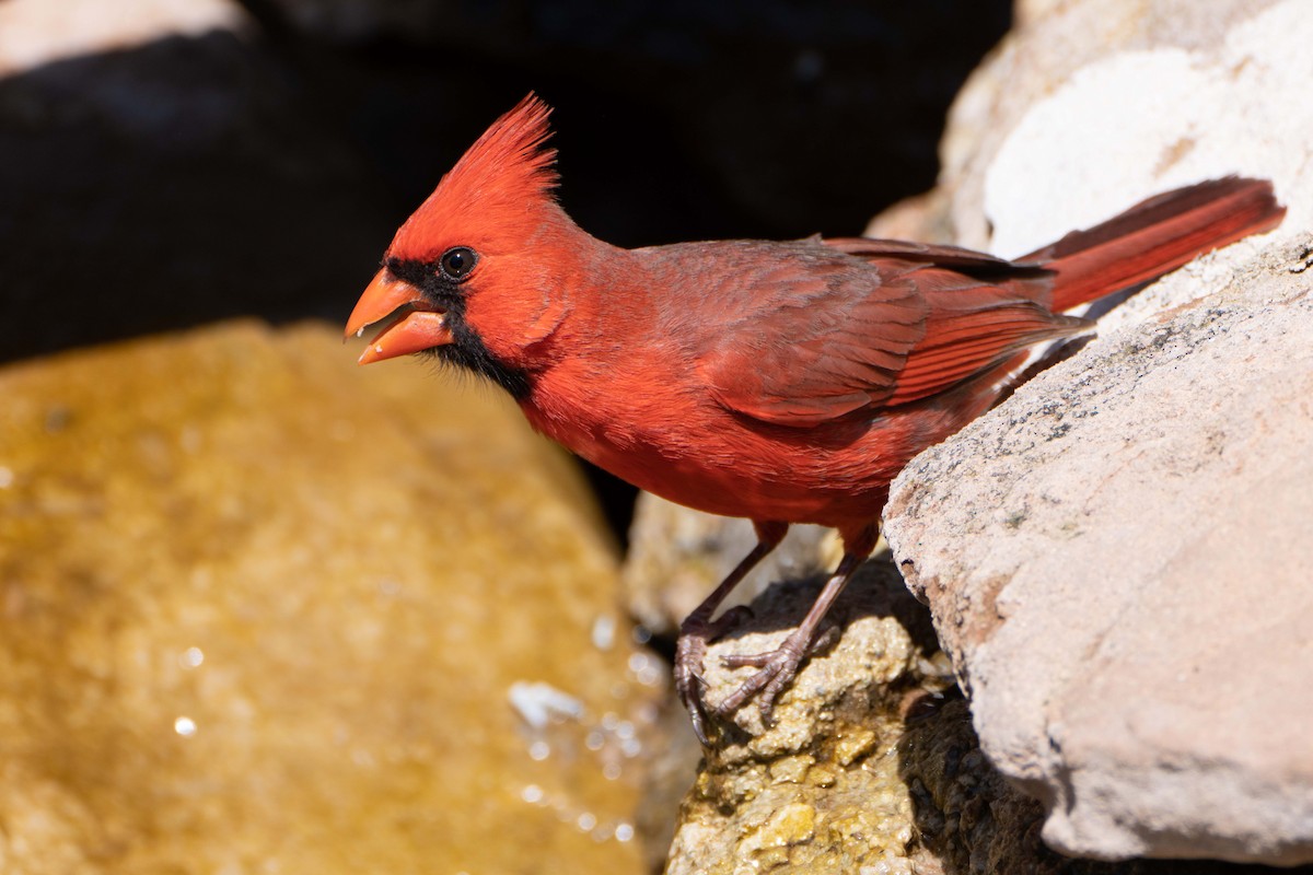 Northern Cardinal - Susan Elliott