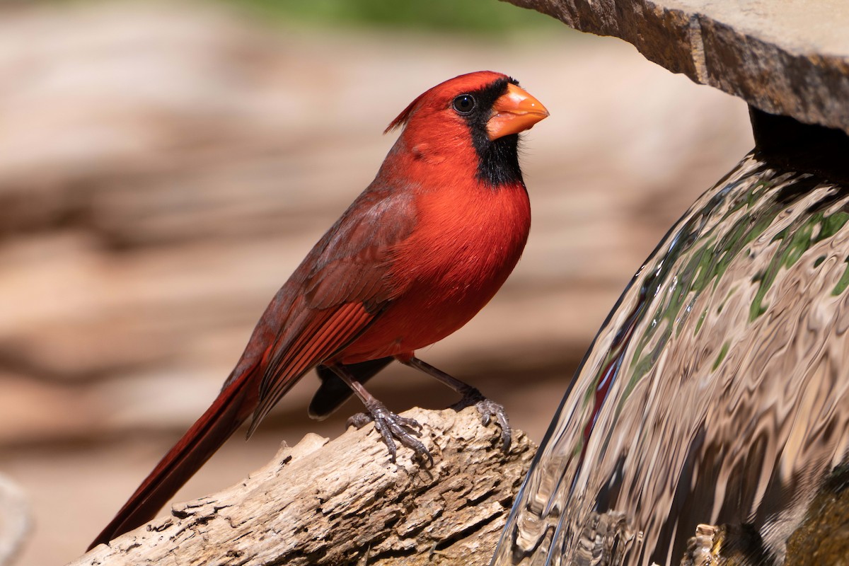 Northern Cardinal - Susan Elliott