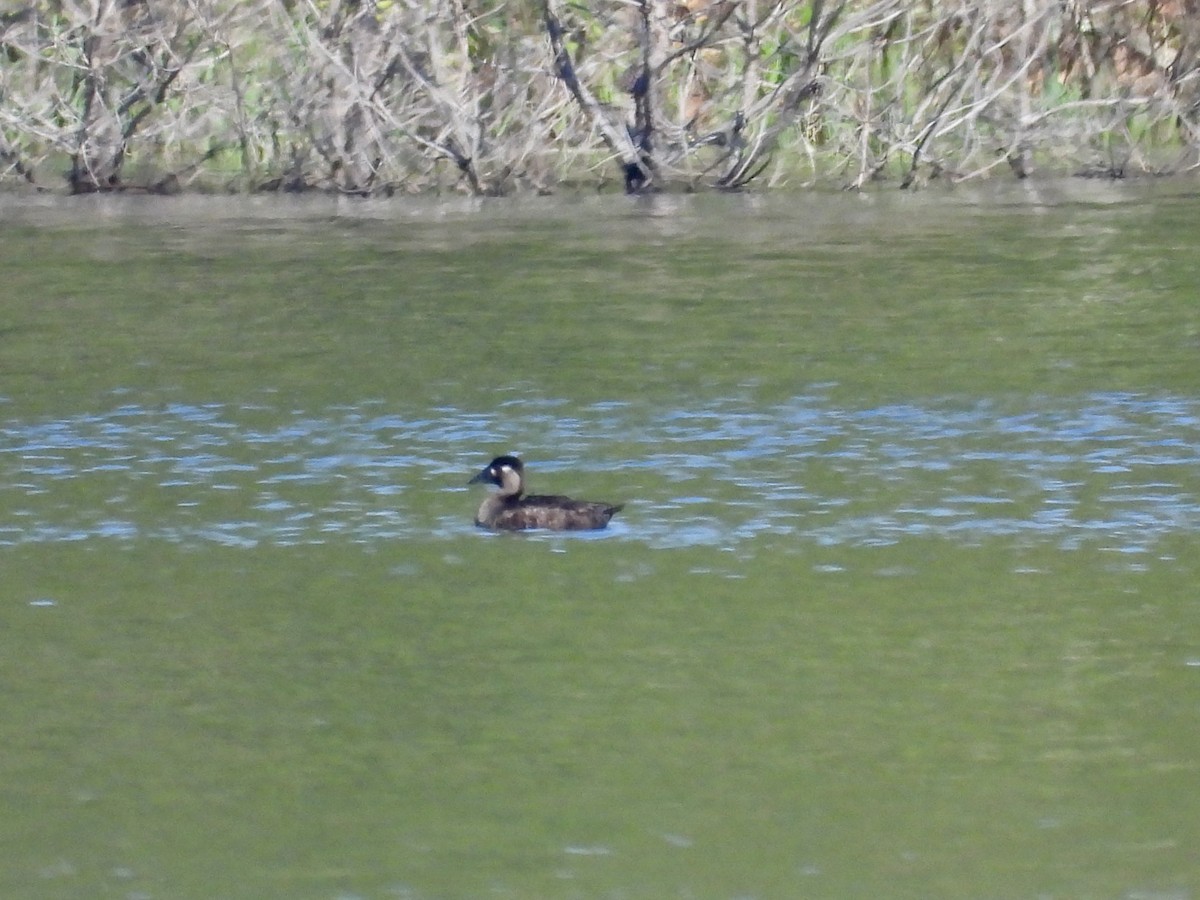 Surf Scoter - ML618166384