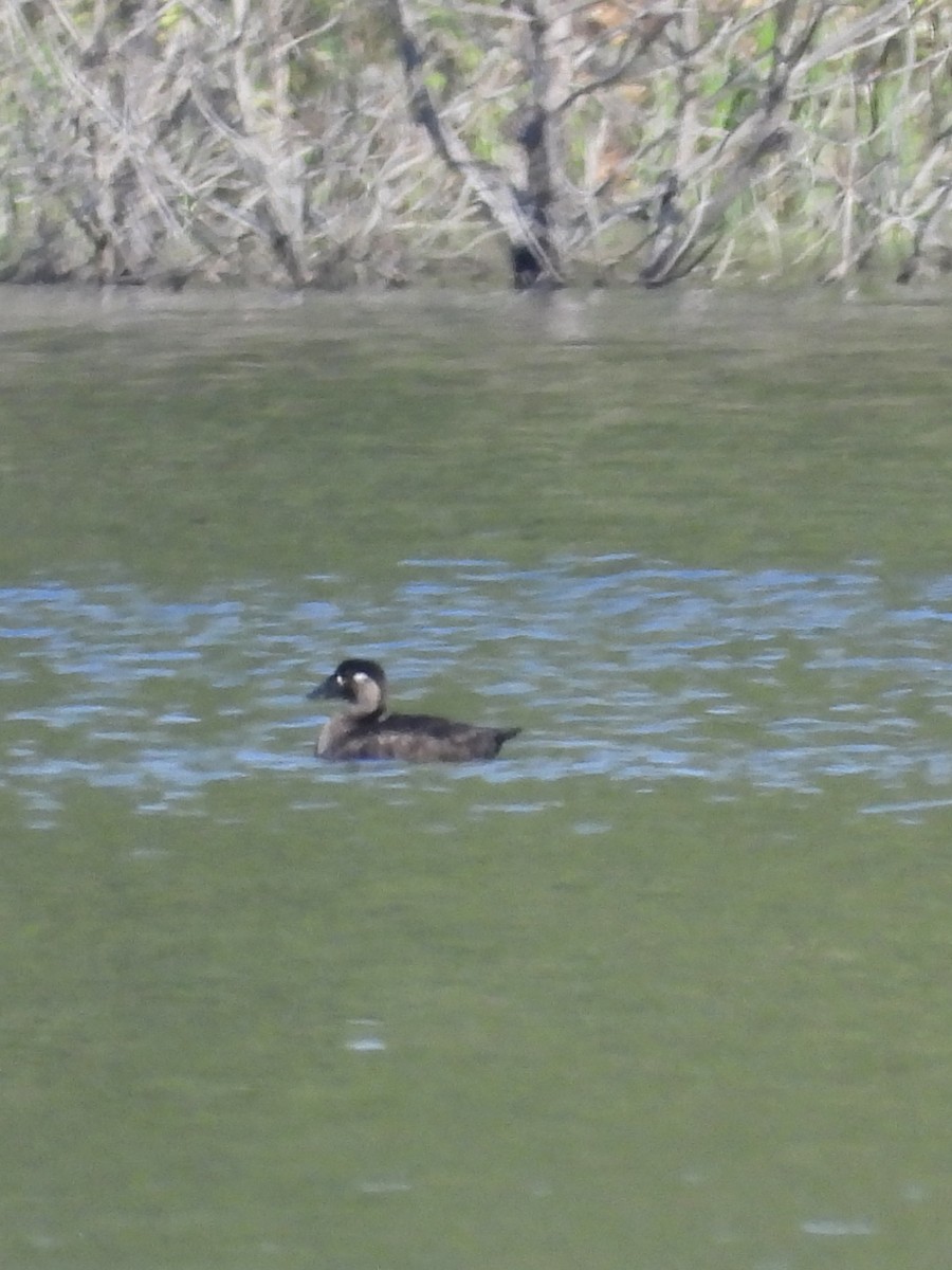 Surf Scoter - ML618166386