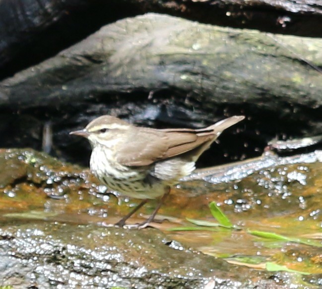 Louisiana Waterthrush - John Ruckdeschel